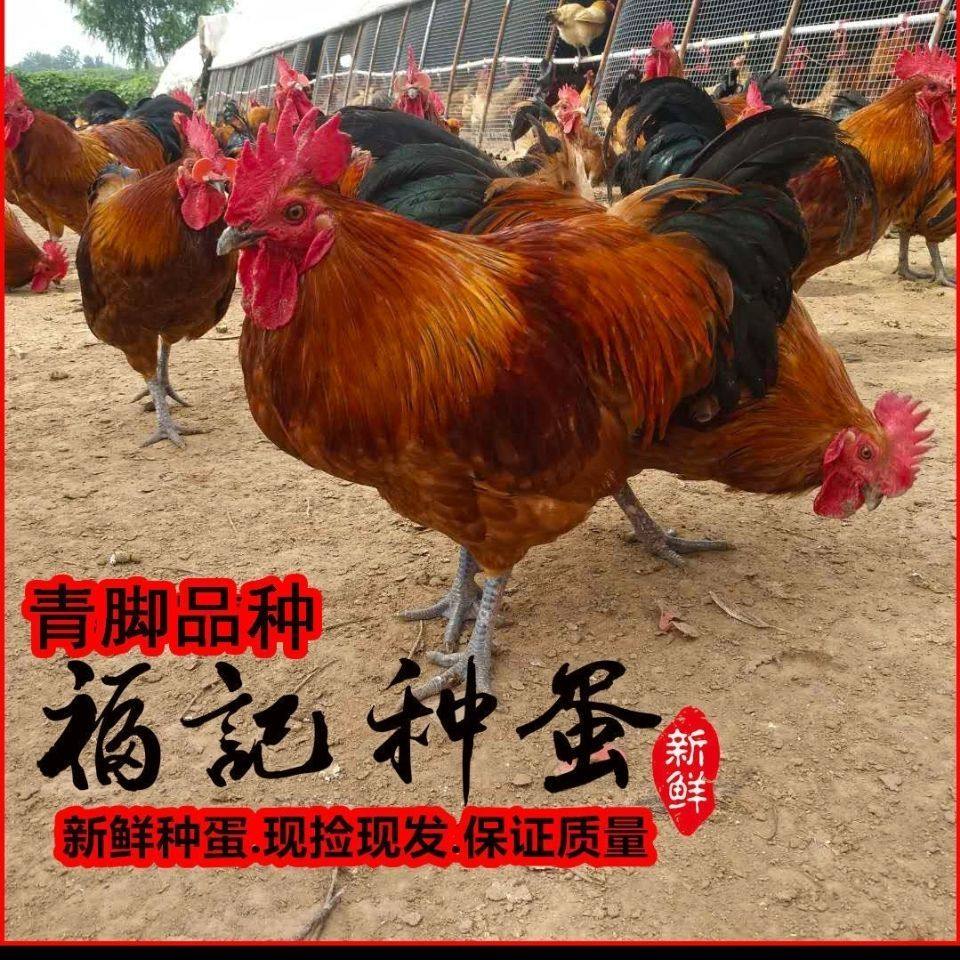 大体型青脚红瑶种蛋可孵化小鸡土鸡种蛋农家散养受精种蛋是宠物鸡,淘宝优惠券,粉丝福利购,淘宝优惠卷