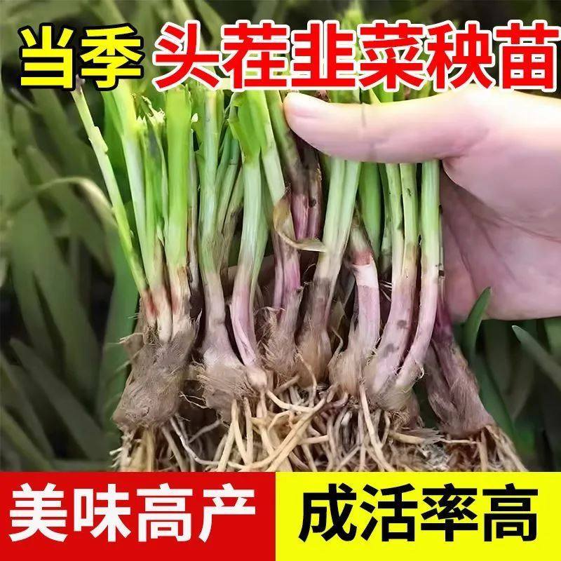 韭菜根苗现挖四季紫红根宽叶农家本土韭菜根阳台盆栽种菜籽蔬菜苗,淘宝优惠券,粉丝福利购,淘宝优惠卷