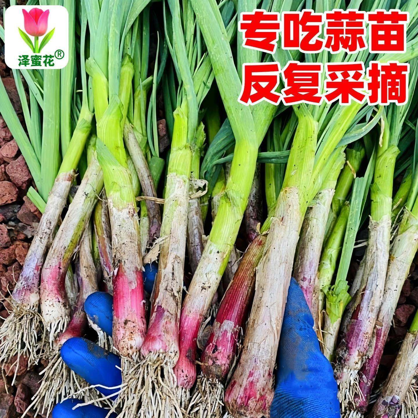 紫皮大蒜种子红皮大蒜苗种籽红根蒜苗本地大蒜头蒜瓣蒜种蔬菜种孑,淘宝优惠券,粉丝福利购,淘宝优惠卷