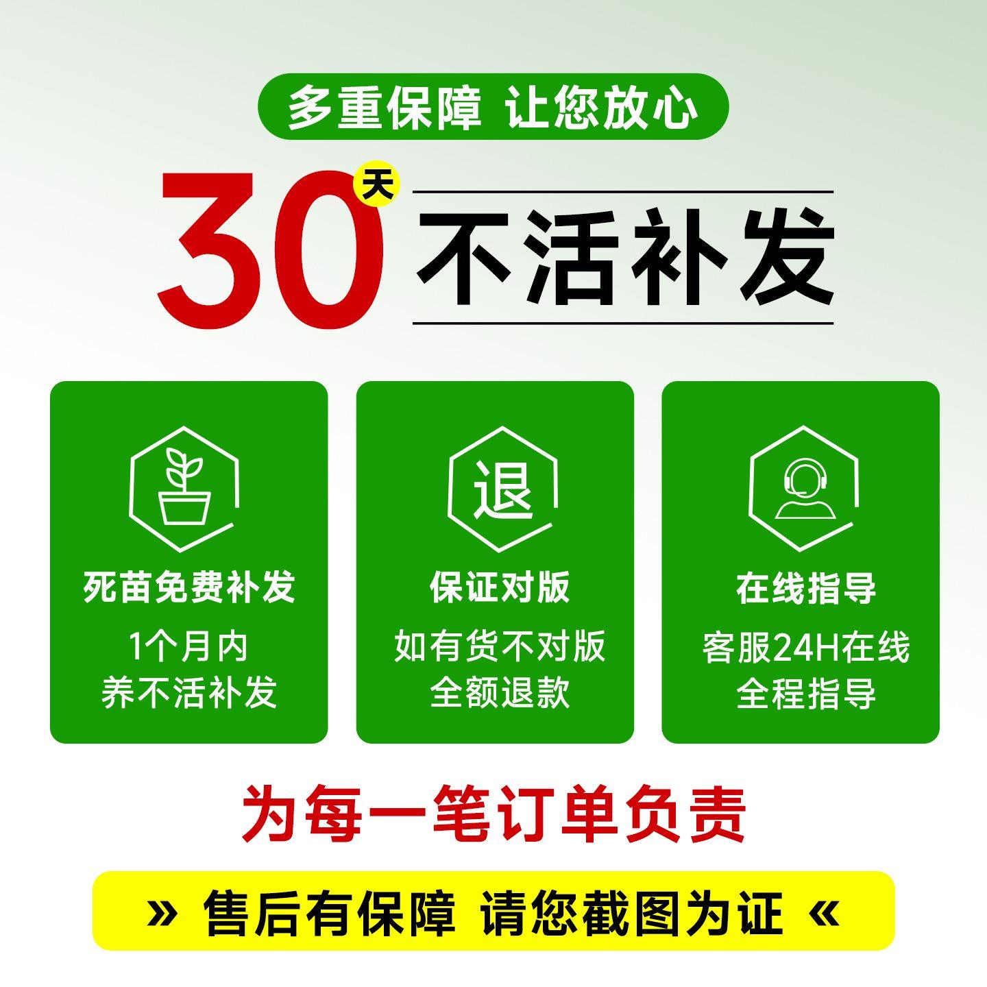 绿萝盆栽室内植物花卉绿植水培长藤垂吊大叶绿箩新房家用净化空气,淘宝优惠券,粉丝福利购,淘宝优惠卷