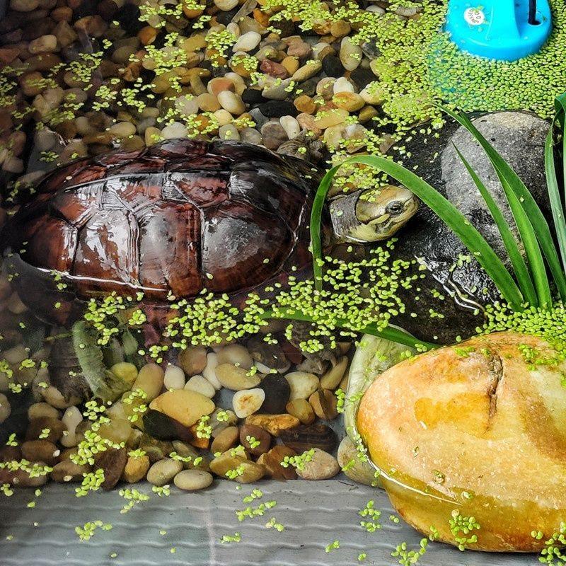 50斤彩色鹅卵石原生溪流石底砂鱼缸铺底水箱装饰过滤造景石子豆石,淘宝优惠券,粉丝福利购,淘宝优惠卷