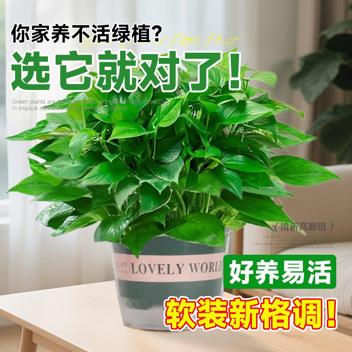 绿萝盆栽室内植物花卉绿植水培长藤垂吊大叶绿箩新房家用净化空气,淘宝优惠券,粉丝福利购,淘宝优惠卷