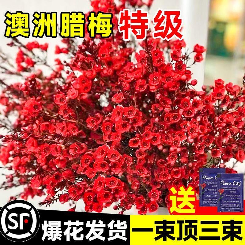 澳洲腊梅鲜花鲜切花束客厅水养干花插花云南基地直发摆件年宵真花,淘宝优惠券,粉丝福利购,淘宝优惠卷