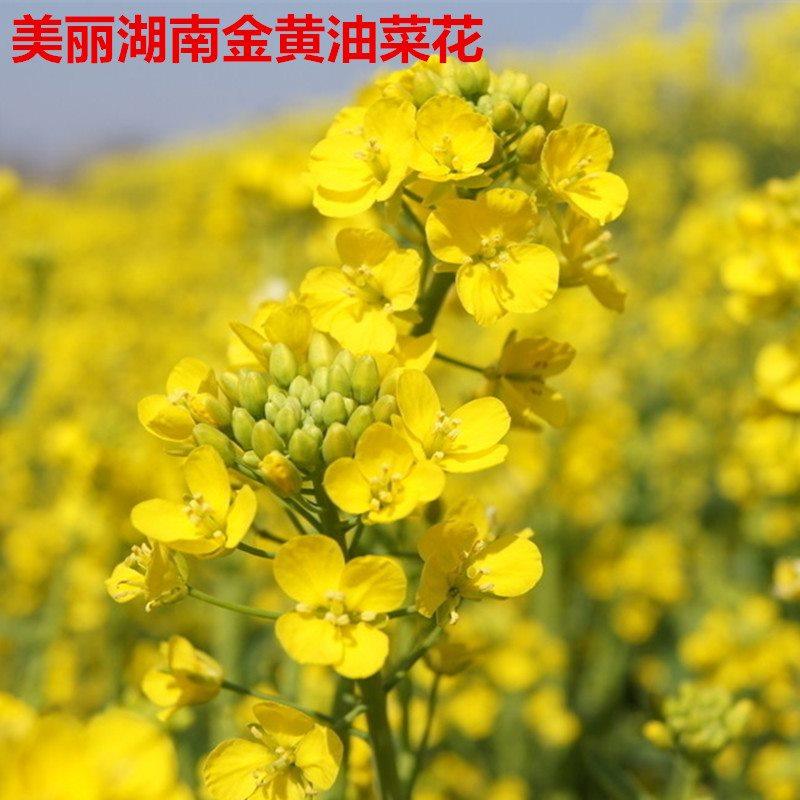 菜籽饼肥料种菜钓鱼窝料饲料果树蔬菜有机肥料菜枯油枯饼方块黄枯,淘宝优惠券,粉丝福利购,淘宝优惠卷