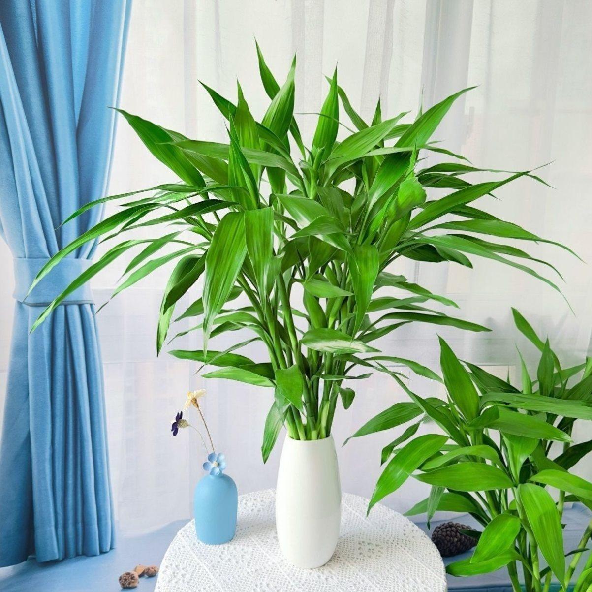 粗杆带根富贵竹水培植物花水养客厅土养富贵竹粗竹绿植转运竹好养,淘宝优惠券,粉丝福利购,淘宝优惠卷