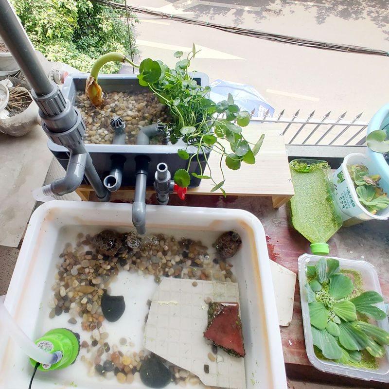 50斤彩色鹅卵石原生溪流石底砂鱼缸铺底水箱装饰过滤造景石子豆石,淘宝优惠券,粉丝福利购,淘宝优惠卷