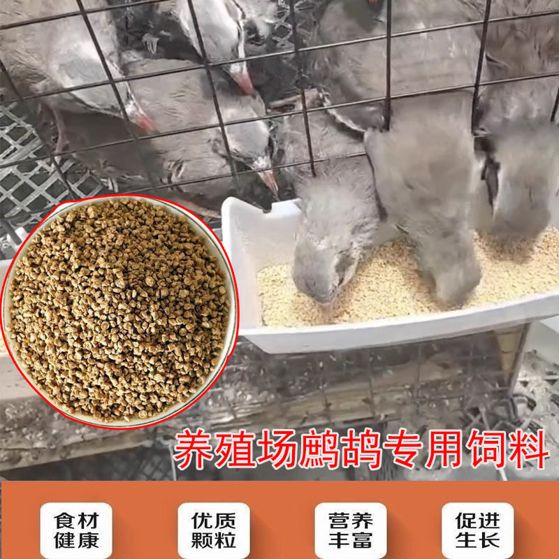 美国鹧鸪活体呱呱鸡飞龙鸟旮旯宠物鸡鹧鸪鸡公母成年一对运输包活,淘宝优惠券,粉丝福利购,淘宝优惠卷