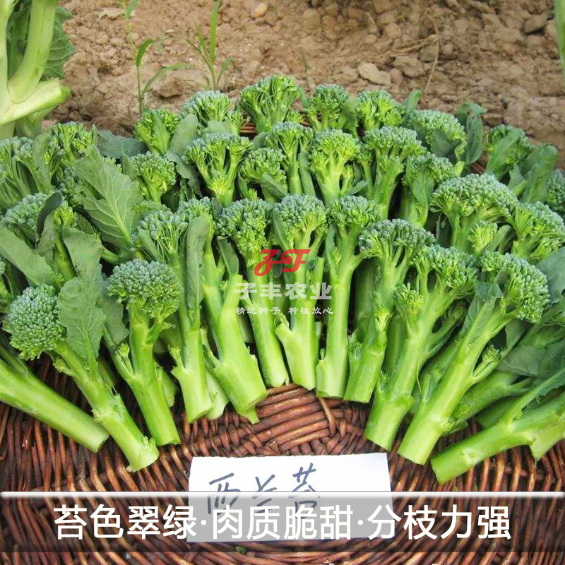 广州乾农翠钰2号西兰苔种子春季秋季苔用西兰花种籽孑脆甜绿菜苔 - 图1