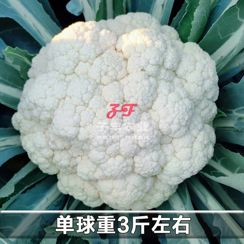 【农户推荐】耕耘青松系列青梗松花菜种子春秋季菜花绿梗散花菜籽 - 图2