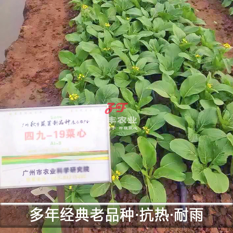 49-19号菜心蔬菜种子春季夏季耐热耐湿秋季早熟正宗四九菜苔种籽-图0