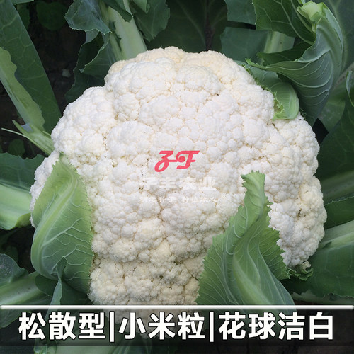 【农户推荐】耕耘青松系列青梗松花菜种子春秋季菜花绿梗散花菜籽 - 图0