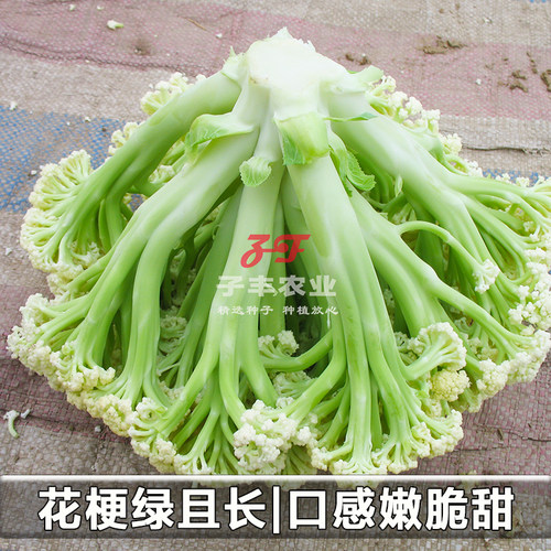 【农户推荐】耕耘青松系列青梗松花菜种子春秋季菜花绿梗散花菜籽 - 图1