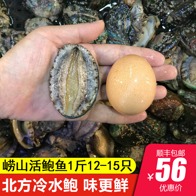 11-13头鲍鱼鲜活 新鲜小鲍鱼大个特大生鲜海鲜水产大鲜鲍鱼活鲍鱼