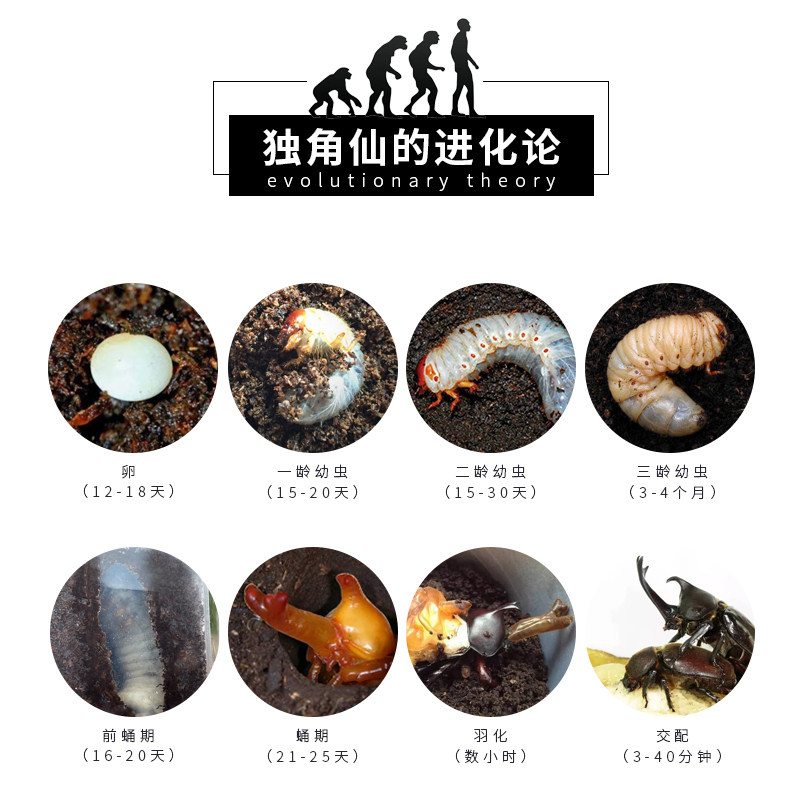 独角仙甲虫宠物成虫幼虫姬兜爬虫巨型超大个体兜虫花金龟活体锹甲,淘宝优惠券,粉丝福利购,淘宝优惠卷