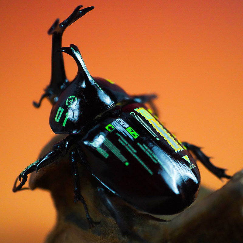 独角仙甲虫宠物成虫幼虫姬兜爬虫巨型超大个体兜虫花金龟活体锹甲,淘宝优惠券,粉丝福利购,淘宝优惠卷