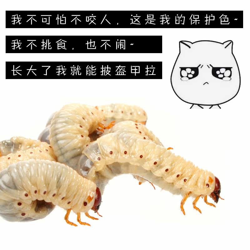 独角仙甲虫宠物成虫幼虫姬兜爬虫巨型超大个体兜虫花金龟活体锹甲,淘宝优惠券,粉丝福利购,淘宝优惠卷