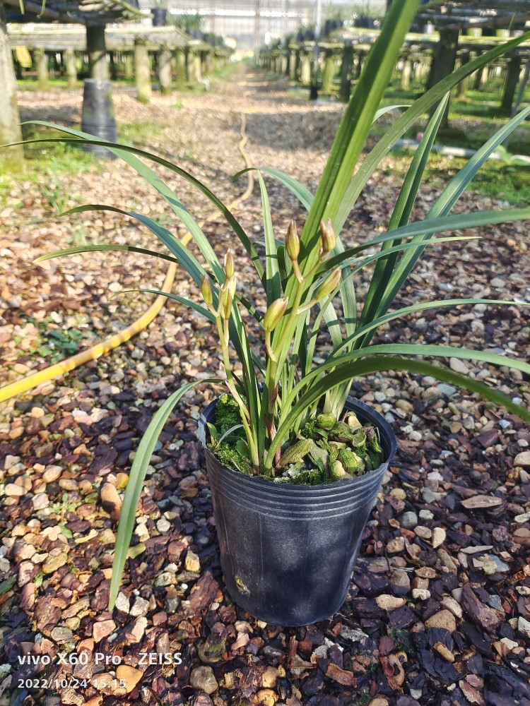 建兰富山奇蝶带花苞多苗按盆算牡丹瓣浓香花卉绿植鲜花