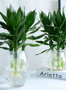 水培客厅植物室内富贵竹