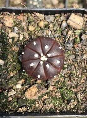 办公室猪猪园艺紫皮兜无刺星