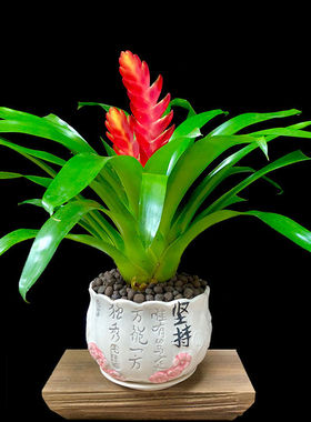 乔迁运礼盆景鸿送当头凤梨卡利