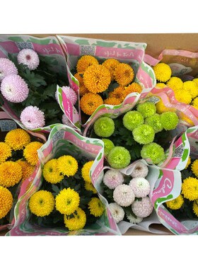 耐寒开花阳台室内多肉植田园