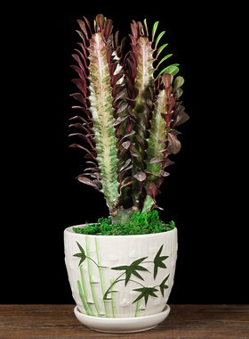 龙骨植物四季常青净化空气仙人掌