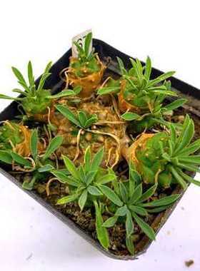 峨眉山多肉吸甲醛绿植盆栽室阳台