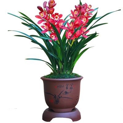 兰花苗醉美人浓香花卉矮种四季绿植墨兰香妃兰花盆栽室内植物 虎窝淘