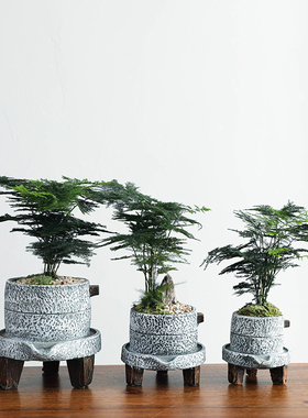 室内文竹绿植花卉四季常青盆栽