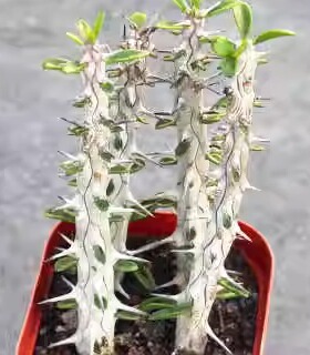 亚龙木地狱魔针净化空气室内