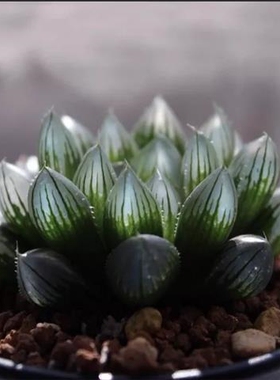 多种精品玉露花盆水晶琥珀含盆