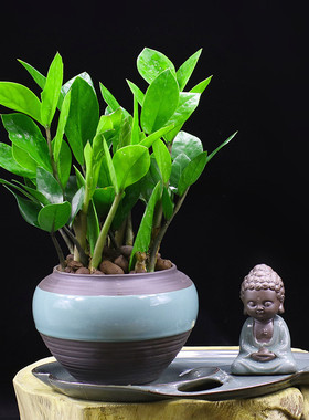 金钱树办公室内植物吸甲醛桌面