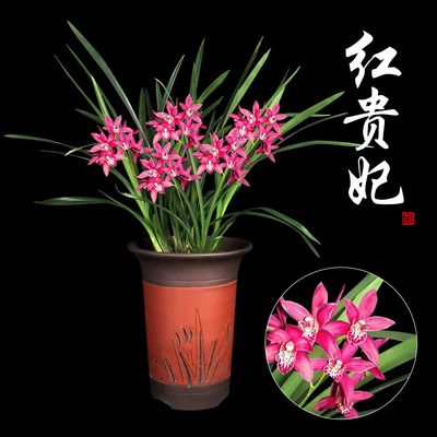 兰花苗醉美人浓香花卉矮种四季绿植墨兰香妃兰花盆栽室内植物 虎窝淘