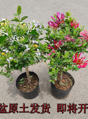 摆件绿植盆栽耐寒金银花树