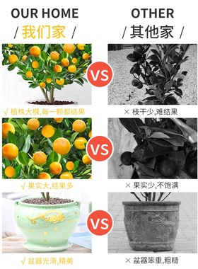 沙糖桔子橘子花卉绿植盆栽