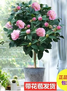 室内香妃四季开花好养包邮盆栽