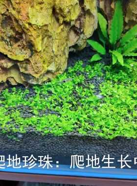 爬地草坪造景水草趴地草皮