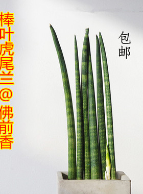 圆叶虎尾兰佛前香北欧拍照道具