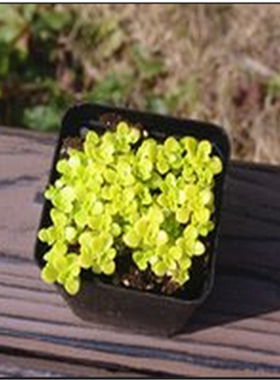 多肉植物万年草瑞典白霜小球爆盆