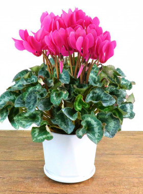 仙客来盆栽绿植花卉盆栽绿植好