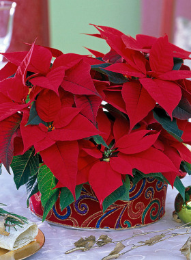 园艺中国红摆在客厅的植物真花