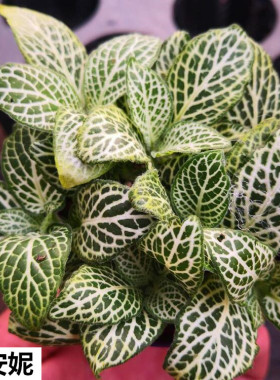 摆件盆栽绿植花卉网纹草厨房吸