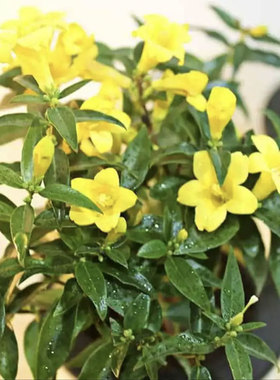 法国香水茉莉花庭院阳台冬季植物