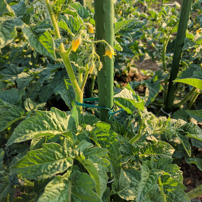 园艺扎线包塑扎带扎丝藤本植物黄瓜丝瓜豆角园艺支柱配件绿色 虎窝淘
