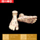 Foot acupoint model, foot bottom ear mold, ear hand meridian, hand massage, acupuncture, foot bottom foot mold reflex eye diagram