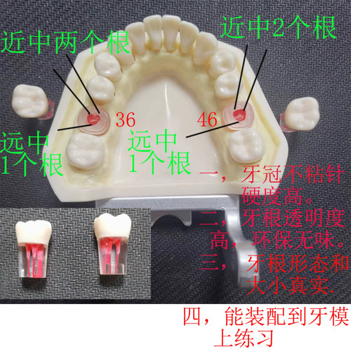 牙科材料根管牙带根管树脂带牙粒开髓腔牙髓考试离体牙专用牙 - 图2