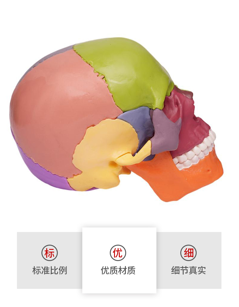 骷髅头骨模型人体脑部骨绘医学解剖头模标本胸像解剖头颅艺用美术 - 图3