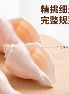 粉色香水螺寄居蟹替换壳天然贝壳海螺壳鱼缸造景摆件收藏卷贝繁殖