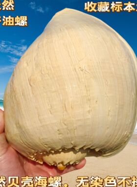 天然听大海声音大海螺贝壳黄金椰子油螺创意家居菜盘多肉绿植盆栽