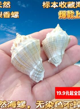 粗梨香螺天然海螺寄居蟹替换壳鱼缸水族箱造景家居装饰收藏工艺品
